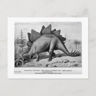Carte postale de Stegosaurus ungulatus