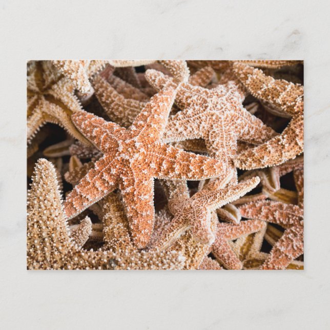 Carte postale de sucre Starfish (Devant)
