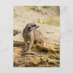 Carte postale de suricate