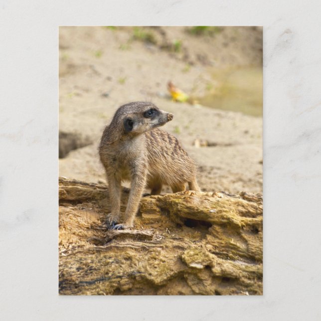 Carte postale de suricate (Devant)