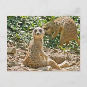 Carte postale de suricate