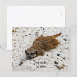 Carte postale de suricate décontracté