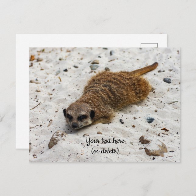 Carte postale de suricate décontracté (Devant / Derrière)