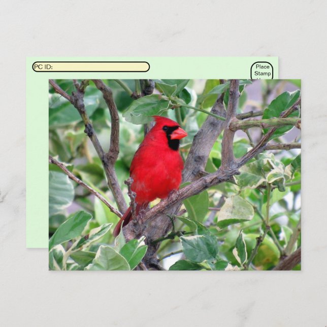 Carte postale de surveillance des oiseaux cardinau (Devant / Derrière)