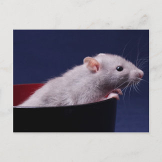 Carte postale de Tempy Bowl