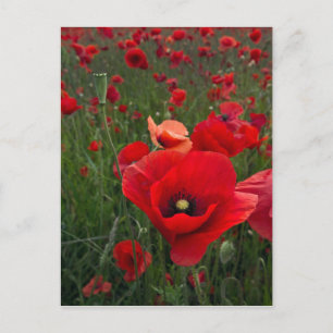 Carte postale de terrain