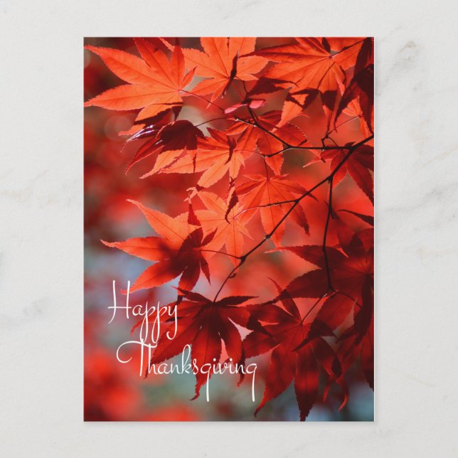 Carte postale de Thanksgiving / Feuilles rouges d' (Devant)