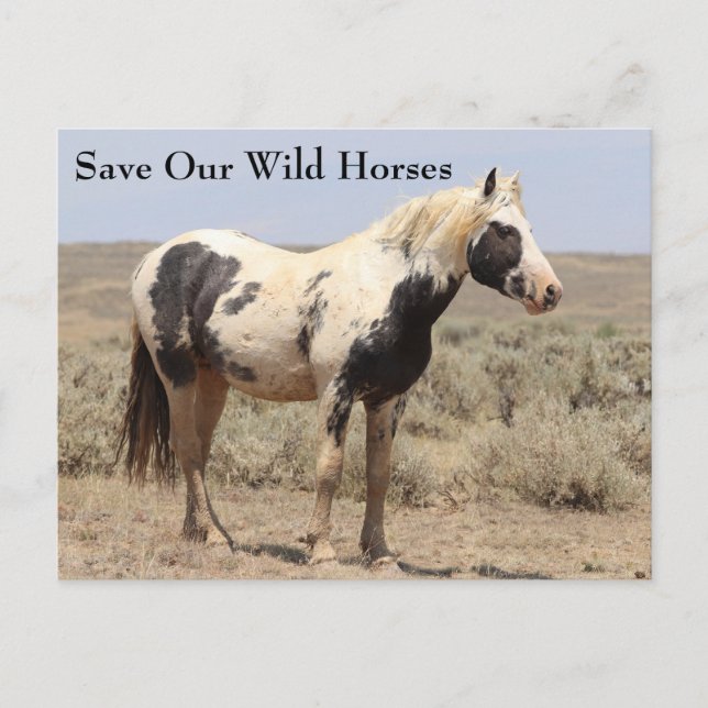 Carte postale de Thor McCullough Peaks Wild Horse (Devant)