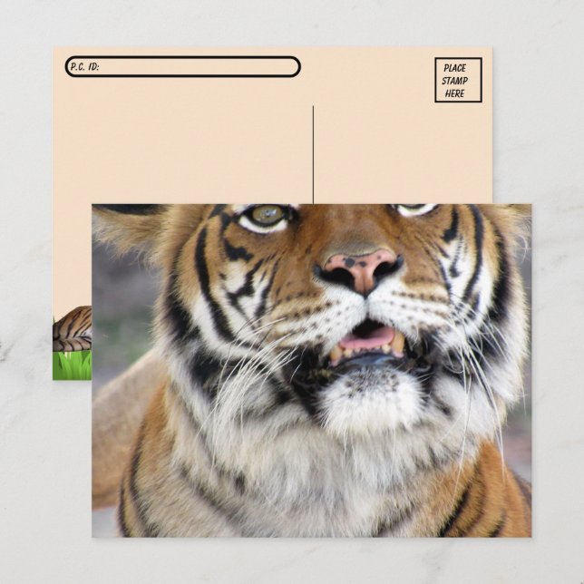 Carte postale de tigre de bengale baisée avec boît (Devant / Derrière)