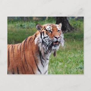 Carte postale de tigre de Sibérie