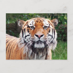 Carte postale de tigre de Sibérie