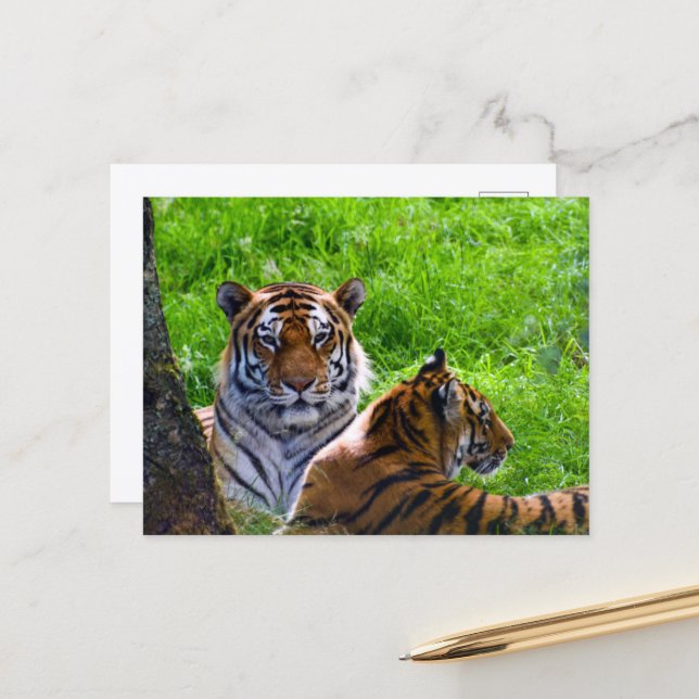 Carte postale de tigres de l'Amour (Devant/Arrière en situation)
