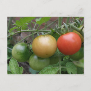 Carte postale de tomates de feux de circulation