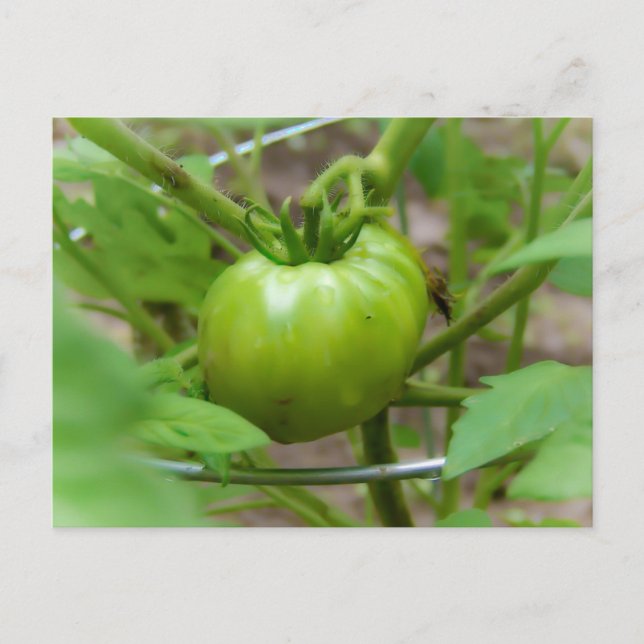 Carte postale de tomates vertes cultivées (Devant)