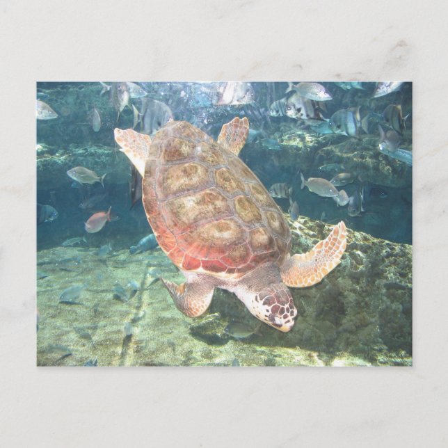 Carte postale de tortue gracieuse (Devant)