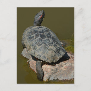 Carte postale de tortue peinte occidentale