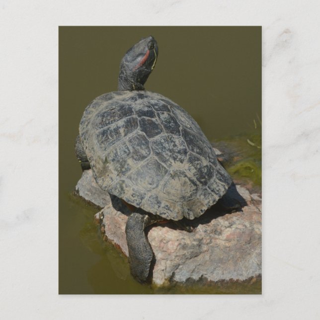 Carte postale de tortue peinte occidentale (Devant)