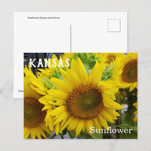 Carte postale de tournesol à fleurs de l'État du K