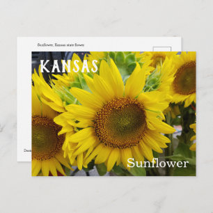 Carte postale de tournesol à fleurs de l'État du K