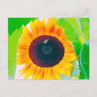 Carte postale de tournesol et d'abeille