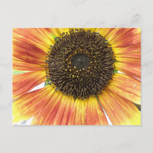 Carte postale de tournesol orange (Devant)