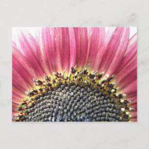 Carte postale de tournesol rose magnifique