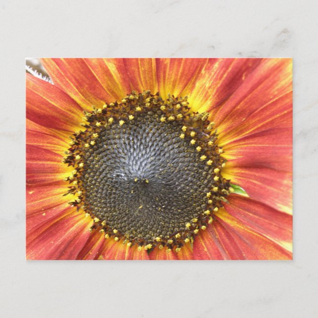 Carte postale de tournesol rouge et jaune (Devant)