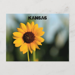 Carte postale de tournesol Wild Kansas