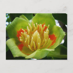 Carte postale de Tulipe (Liriodendron Tulipifera)