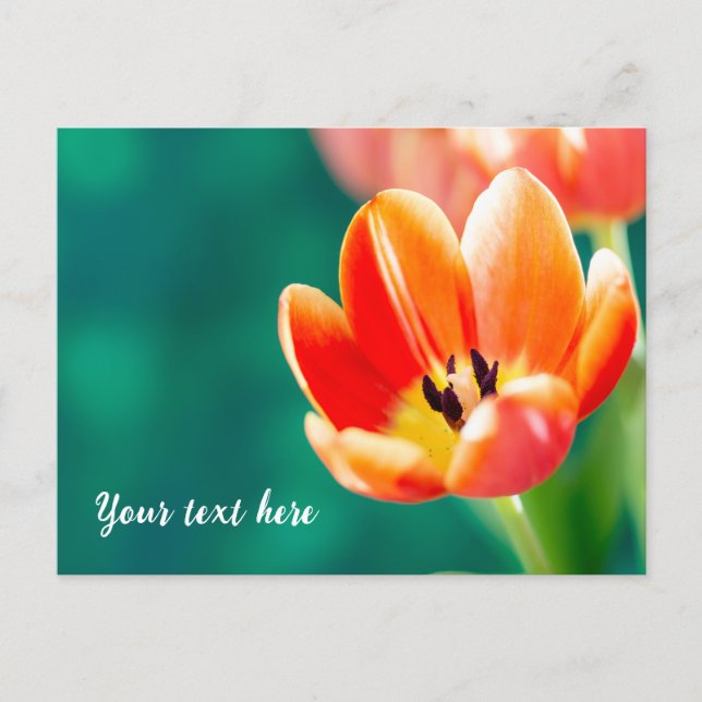 Carte postale de tulipe orange unique (Devant)