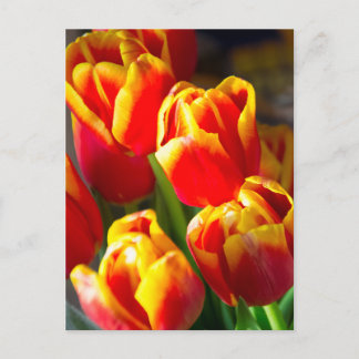 Carte postale de tulipes