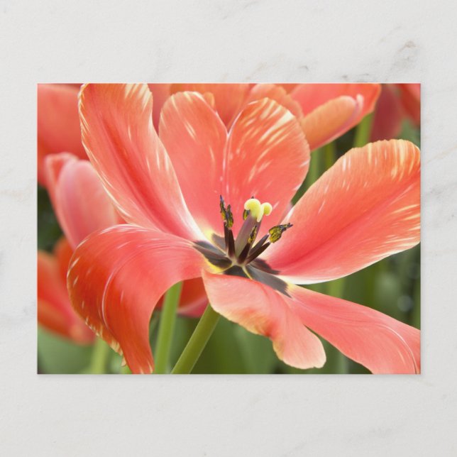 carte postale de tulipes orange en fleurs (Devant)