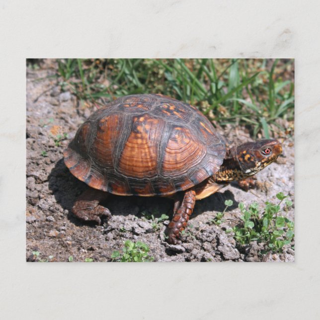 Carte postale de Turtle (Devant)