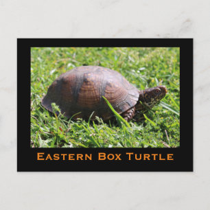 Carte postale de Turtle