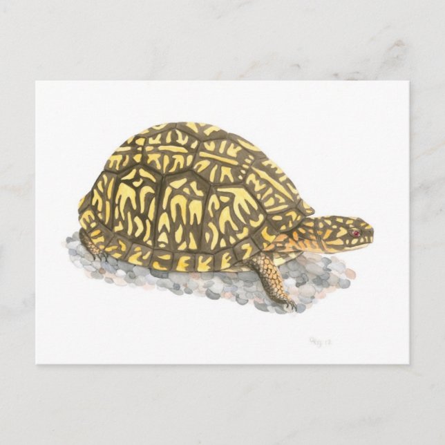 Carte postale de Turtle (Devant)