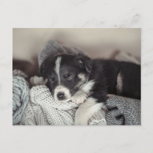Carte postale de vacances de chiot dormant (Devant)