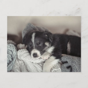 Carte postale de vacances de chiot endormi