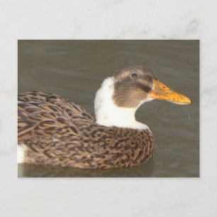 Carte postale de vacances DIY Canard Mignon de prè