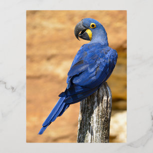 Carte Postale De Vacances En Aluminium Animal de Hyacinth macaw perché sur un poteau de b