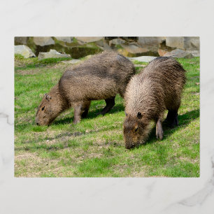 Carte Postale De Vacances En Aluminium Capybara hydrochaeris
