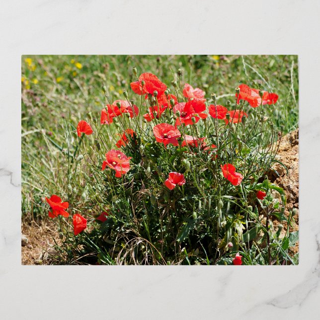 Carte Postale De Vacances En Aluminium Closeup of poppies (Recto)