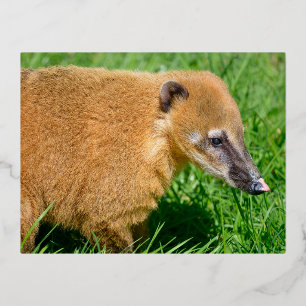 Carte Postale De Vacances En Aluminium Coati à queue de cerne dans l'herbe