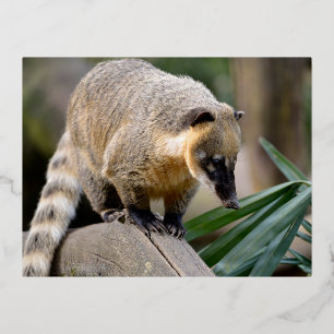 Carte Postale De Vacances En Aluminium Coati sud-américain en succursale