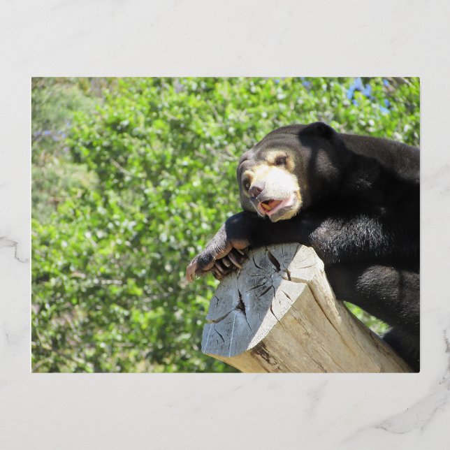 Carte Postale De Vacances En Aluminium Lazy Sun Bear (Recto)