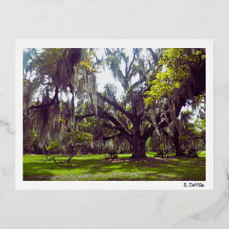 Carte Postale De Vacances En Aluminium Louisiana Oak Tree Postcard