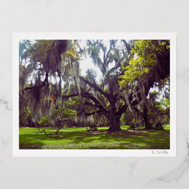 Carte Postale De Vacances En Aluminium Louisiana Oak Tree Postcard (Recto)