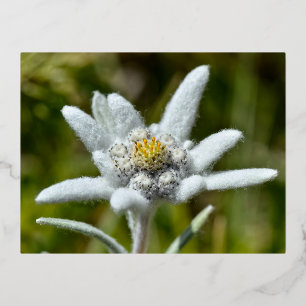 Carte Postale De Vacances En Aluminium Macro de fleur edelweiss