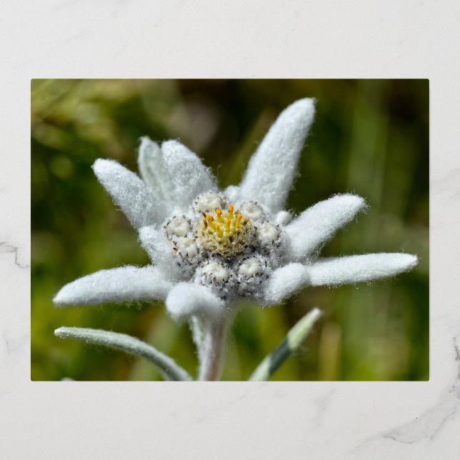 Carte Postale De Vacances En Aluminium Macro de fleur edelweiss (Recto)