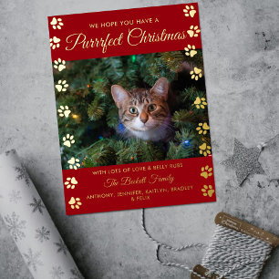 Carte Postale De Vacances En Aluminium Noël Purrrfect   Photo Réel de Chat