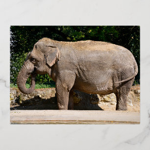 Carte Postale De Vacances En Aluminium Un éléphant d'Asie près d'une cascade